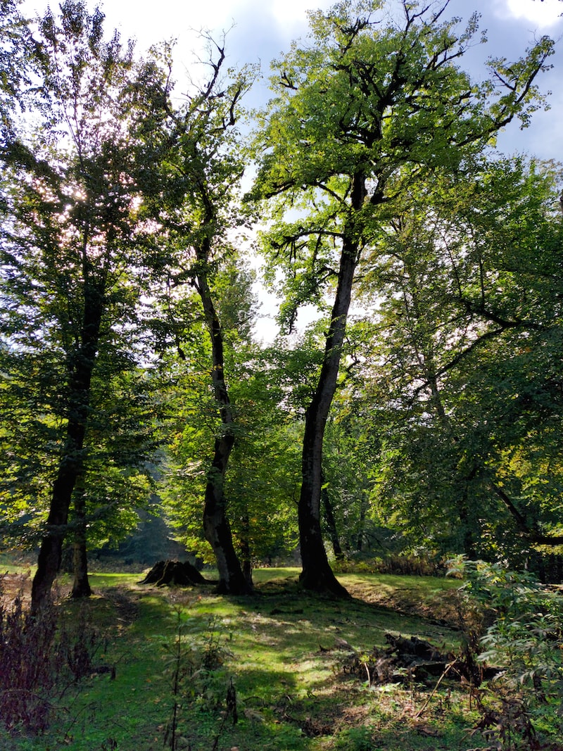 Doğru Eksenin Karekökleri